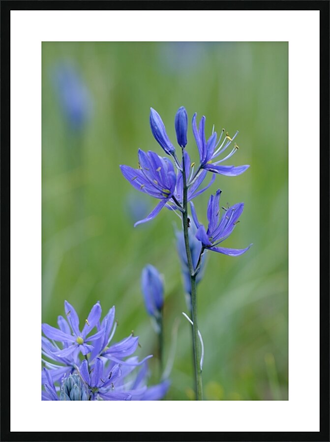 Common Camas Camassia quamash Cowichan Garry Oak Preserve Cowichan Valley Vancouver Island British Columbia. Picture Frame print