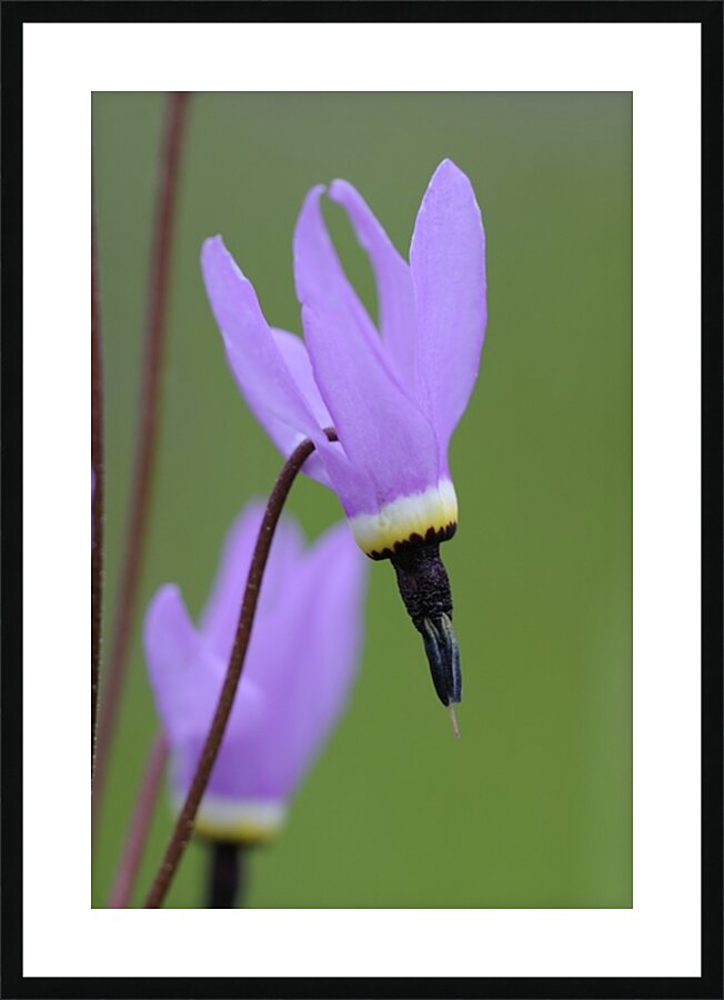 Shooting Star Dodecatheon pulchellum Cowichan Garry Oak Preserve Cowichan Valley Vancouver Island British Columbia. Picture Frame print