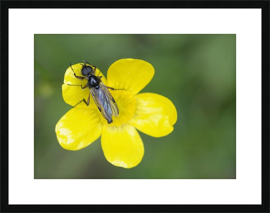 Buttercup Ranunculus Cowichan Valley Vancouver Island British Columbia Canada Picture Frame print
