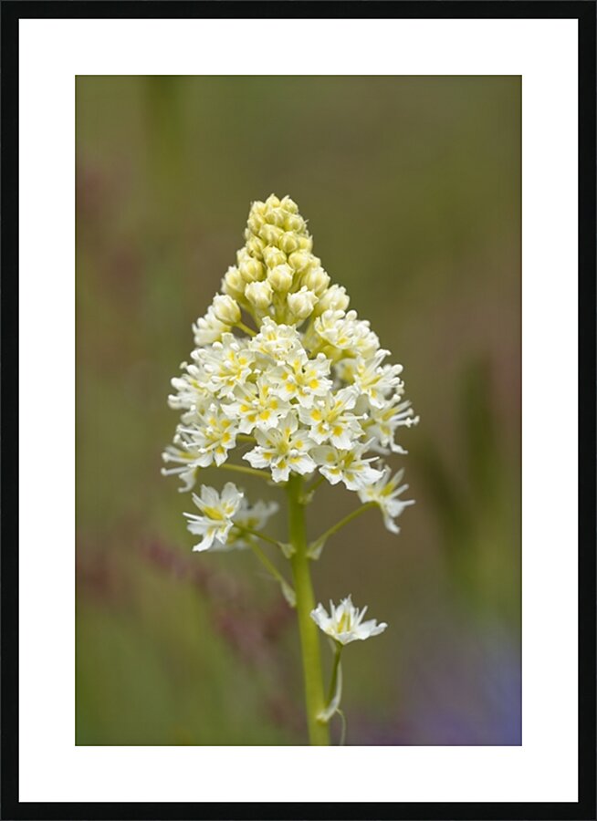 Death Camas or Meadow Death camas Zigadenus venenosus Cowichan Valley Vancouver Island British Columbia Canada Picture Frame print