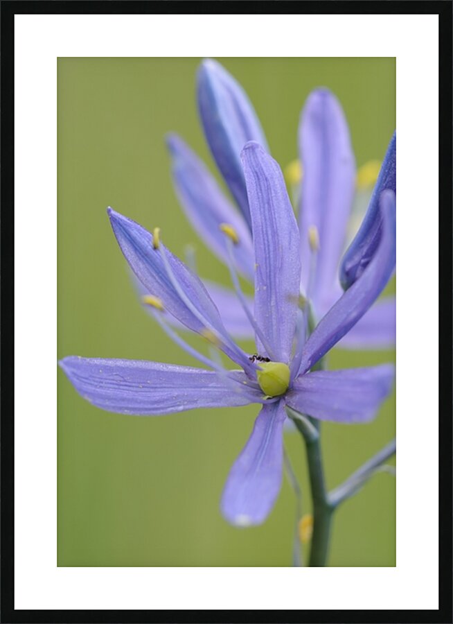 Common Camas Camassia quamash Cowichan Garry Oak Preserve Cowichan Valley Vancouver Island British Columbia. Picture Frame print