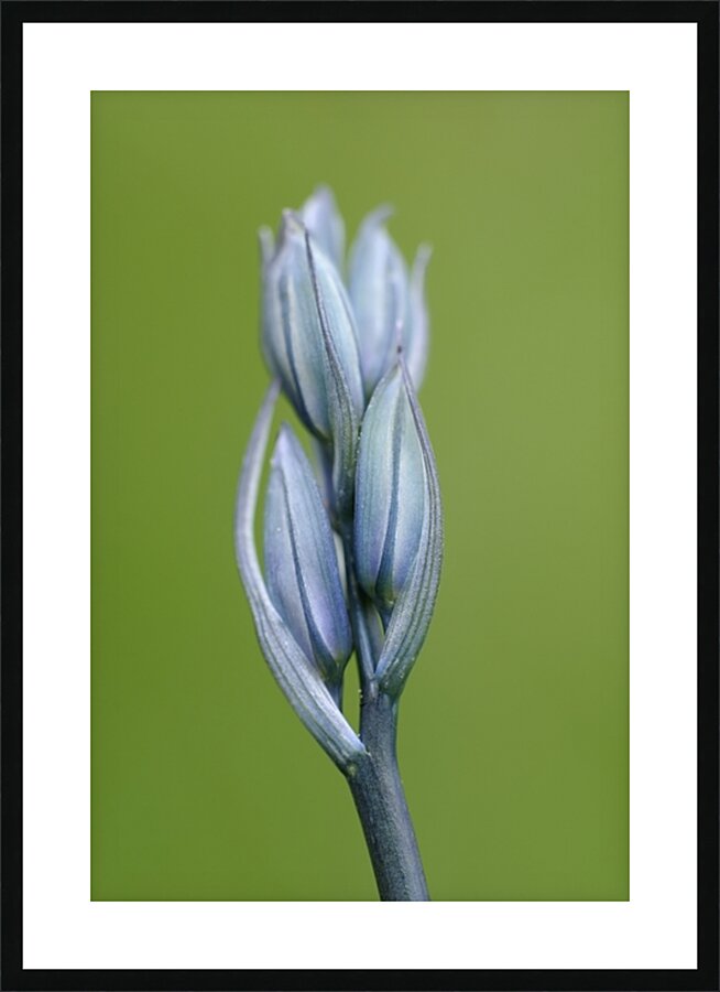 Common Camas Camassia quamash Cowichan Garry Oak Preserve Cowichan Valley Vancouver Island British Columbia. Picture Frame print