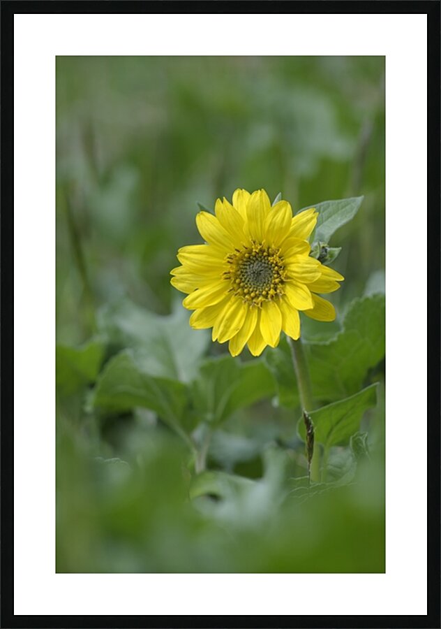 Deltoid Balsamroot Balsamorhiza deltoidea Cowichan Valley Vancouver Island British Columbia Canada Picture Frame print