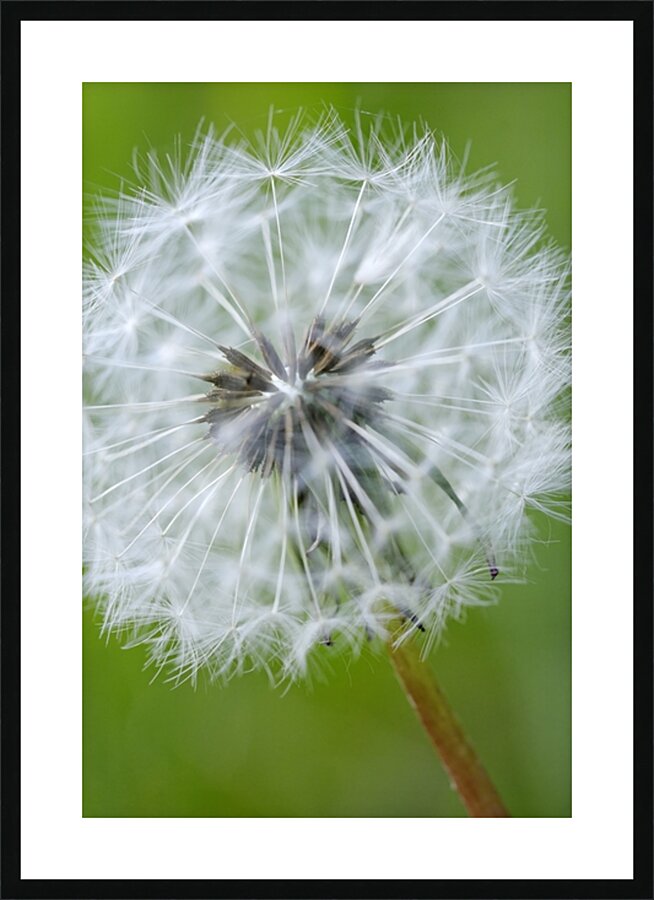 Dandelion Cowichan Valley Vancouver Island British Columbia Canada Picture Frame print