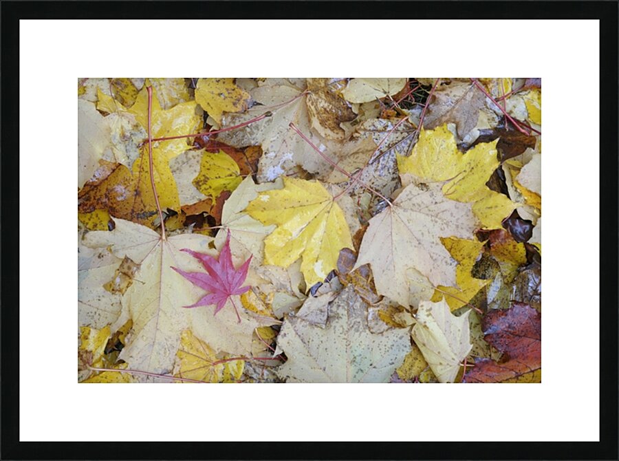 KO A04679 1 Picture Frame print