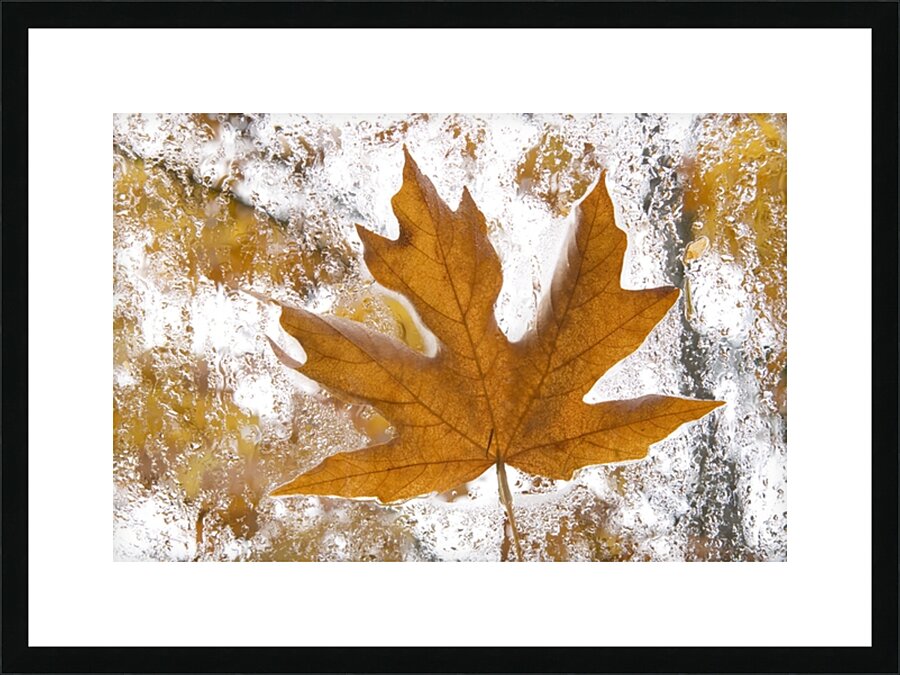 KO 45955 1 Picture Frame print