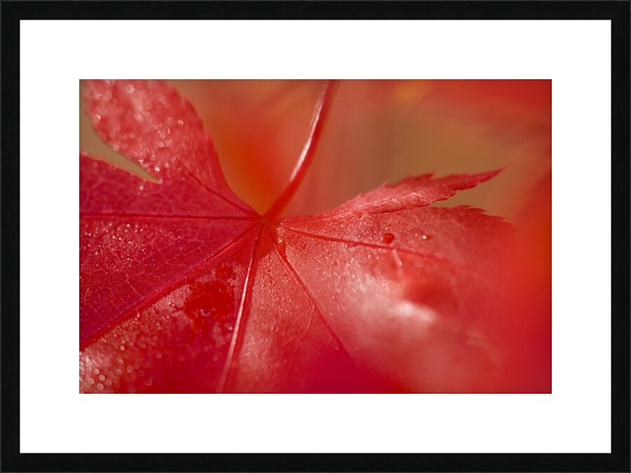 KO 50411 1 Picture Frame print