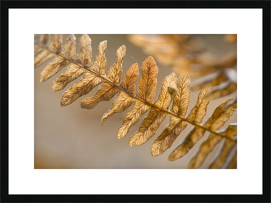 KO 50457 1 Picture Frame print