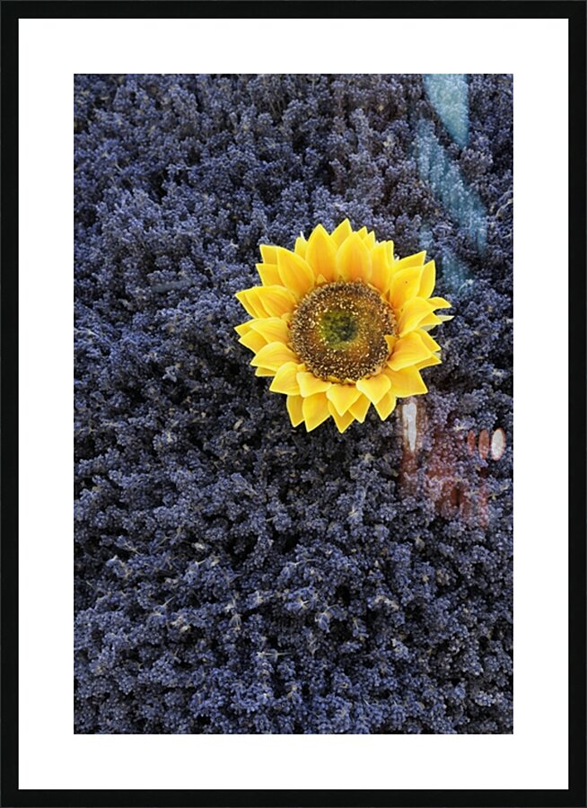 Dried sunflower with lavender flowers Picture Frame print