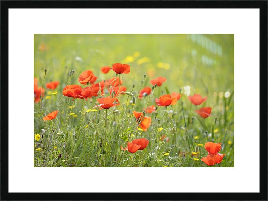 Wild poppies in Lourmarin Picture Frame print
