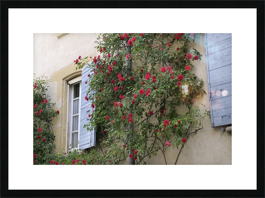 Roses climbing a wall Lourmarin Picture Frame print
