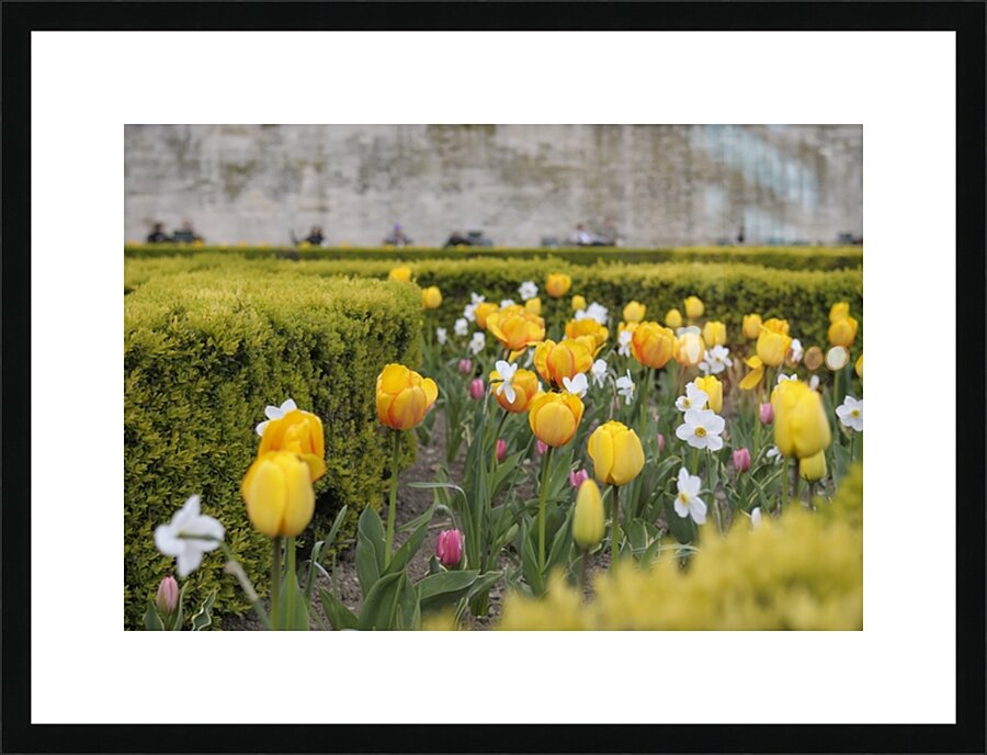 Tulips Jardins des Tuileries - Paris Picture Frame print