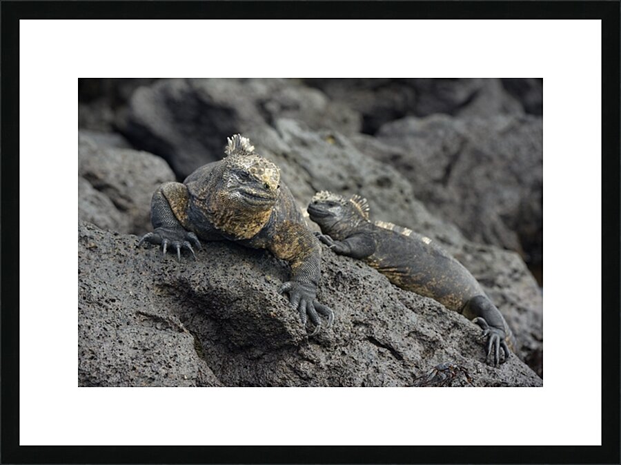 Marine Iguanas Amblyrhynchus cristatus Urbina Bay Isabela Island Galapagos Islands Ecuador Picture Frame print