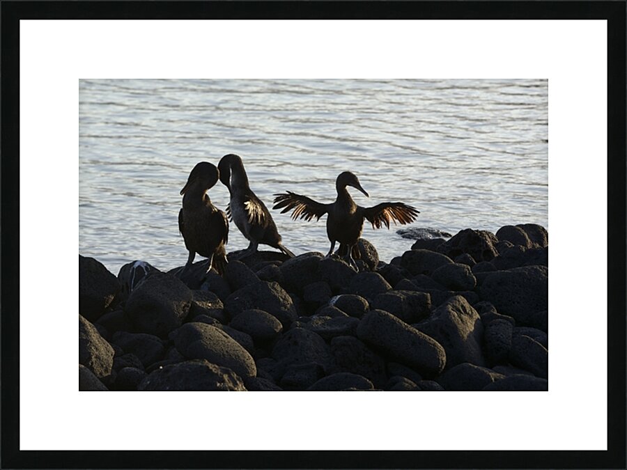 Flightless Cormorants Phalacrocorax harrisi stretching their wings Punta Espinosa Fernandina Island Galapagos Islands Ecuador Picture Frame print
