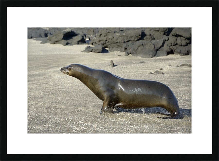 Galapagos sea lion male charging Punta Espinosa Fernandina Island Galapagos Islands Ecuador Picture Frame print