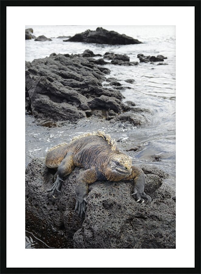 Marine Iguana Amblyrhynchus cristatus Urbina Bay Isabela Island Galapagos Islands Ecuador Picture Frame print