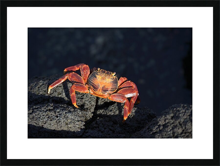 Sally Lightfoot crab Grapsus grapsus on black lava Punta Espinosa Fernandina Island Galapagos  Islands Ecuador Picture Frame print
