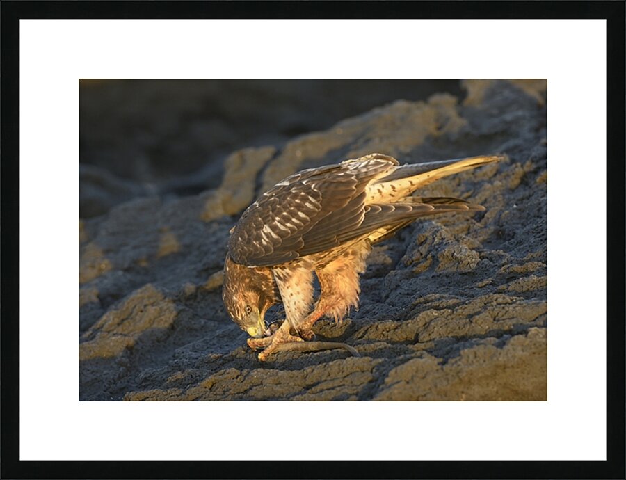Galapagos Hawk Buteo galapagoensis eating a marine iguana Punta Espinosa Fernandina Island Galapagos Islands Ecuador
 Picture Frame print