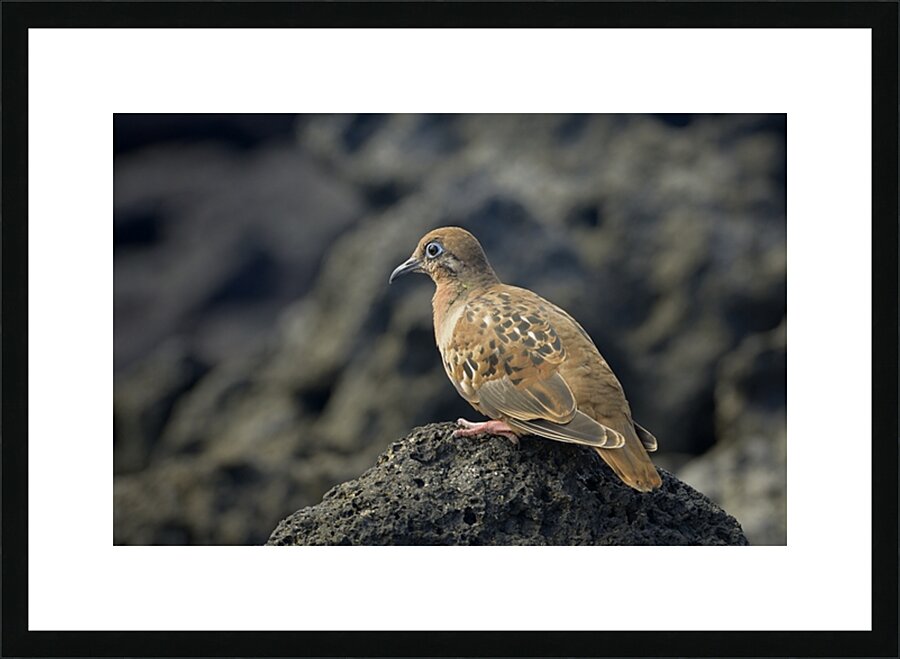 Galapagos Dove Zenaida galapagoensis on lava Urbina Bay Isabela Island Galapagos Islands Ecuador Picture Frame print