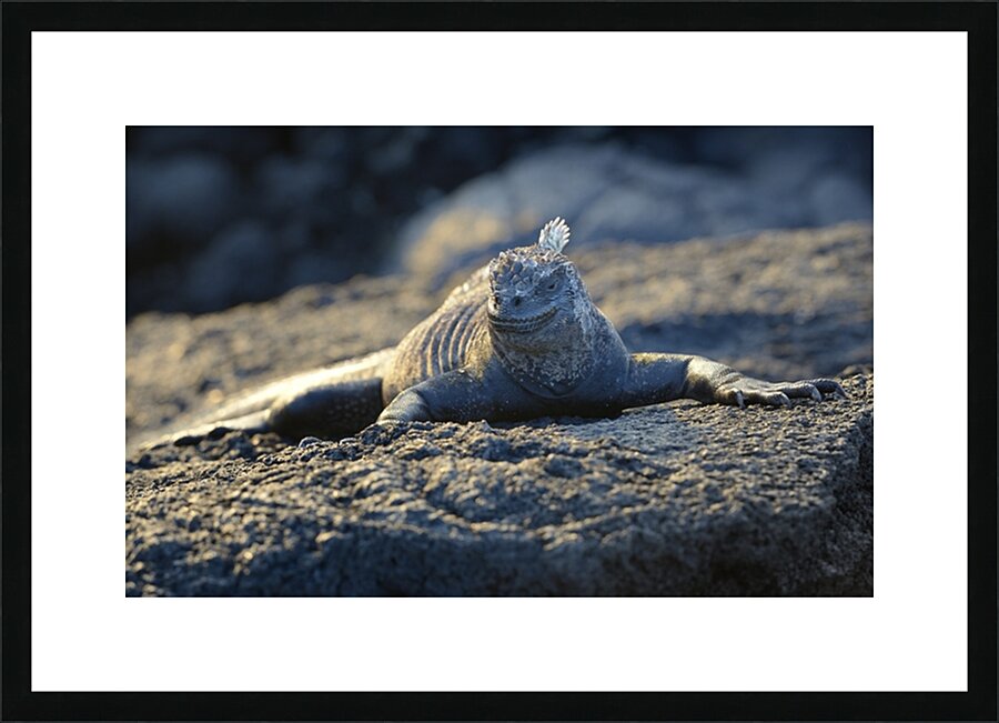 Marine Iguana at sunset Amblyrhynchus cristatus Punta Espinosa Fernandina Island Galapagos Islands Ecuador Picture Frame print