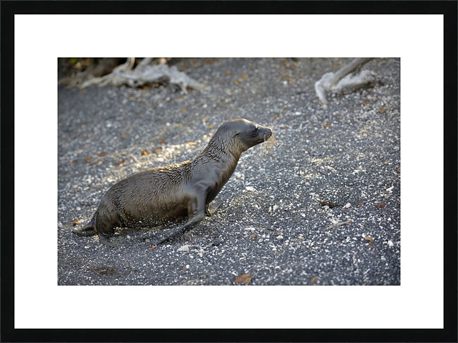 Galapagos sea lion Zalophus californianus wollebaeki juvenile Punta Espinosa Fernandina Island Galapagos Islands Ecuador
 Picture Frame print