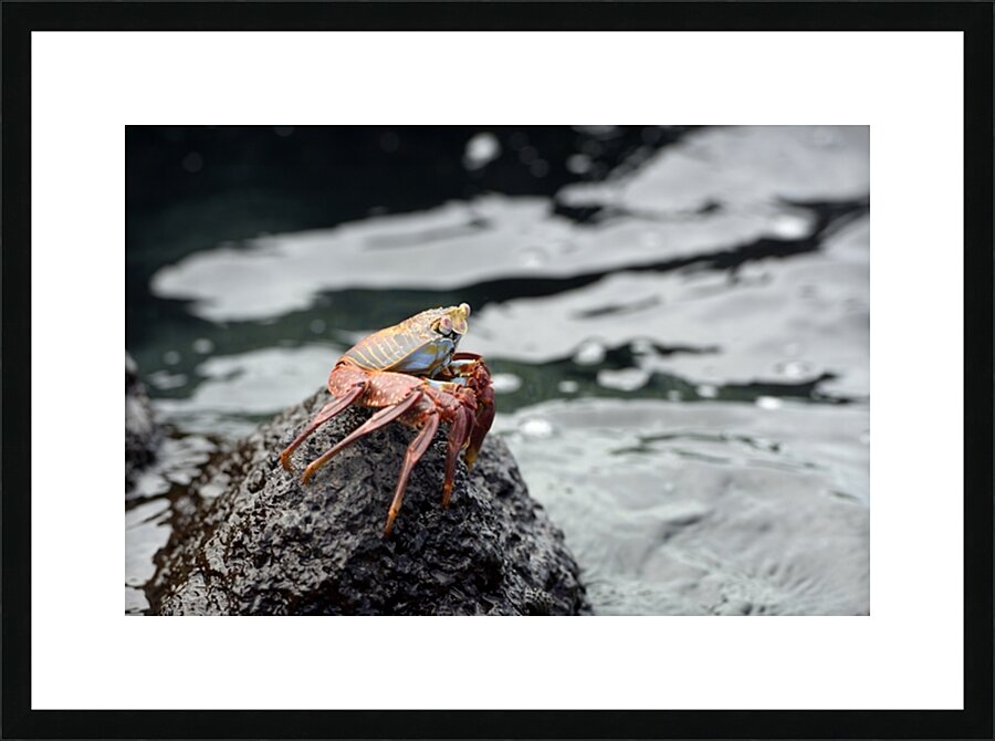 Sally Lightfoot crab Grapsus grapsus Urbina Bay Isabela Island Galapagos Islands Ecuador Picture Frame print
