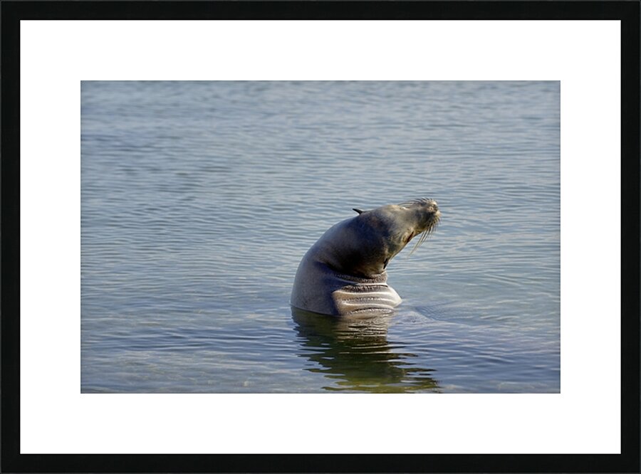 Galapagos sea lion Zalophus wollebaeki stretching Punta Espinosa Fernandina Island Galapagos Islands Ecuador Picture Frame print