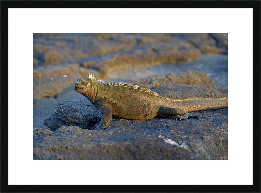 Marine Iguana Amblyrhynchus cristatus at sunset with beautiful coloring Punta Espinosa Fernandina Island Galapagos Islands Ecuador Picture Frame print