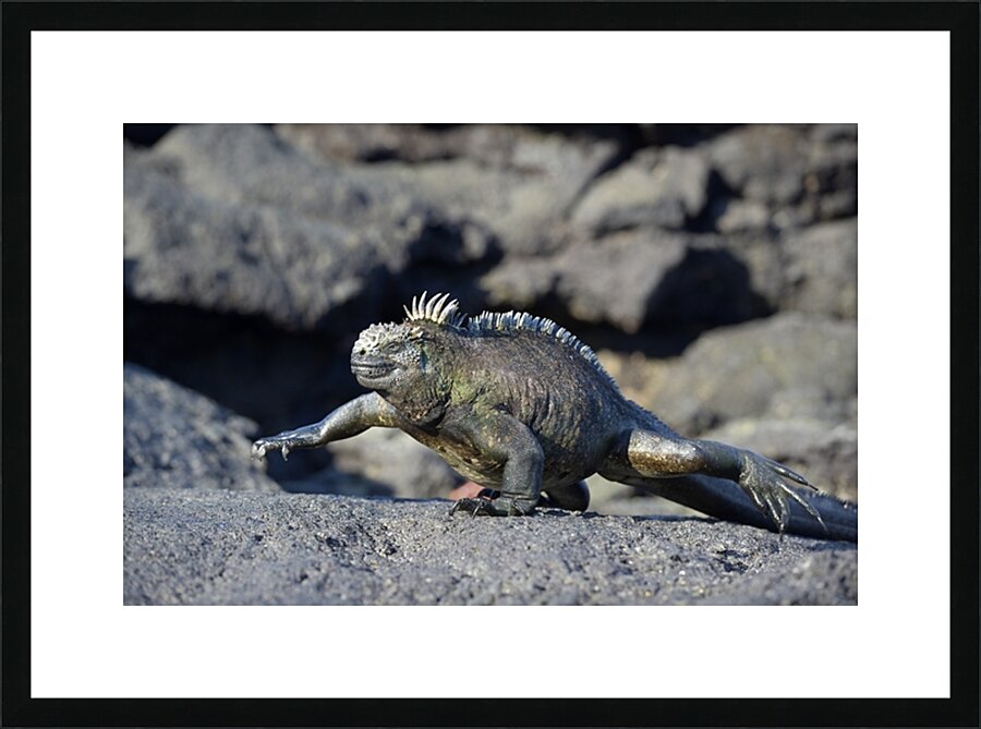 Marine Iguana Amblyrhynchus cristatus walking Punta Espinosa Fernandina Island Galapagos Islands Ecuador Picture Frame print