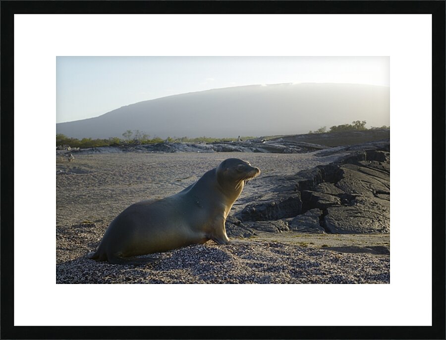 Galapagos sea lion Zalophus wollebaeki backlit Punta Espinosa Fernandina Island Galapagos Islands Ecuador Picture Frame print