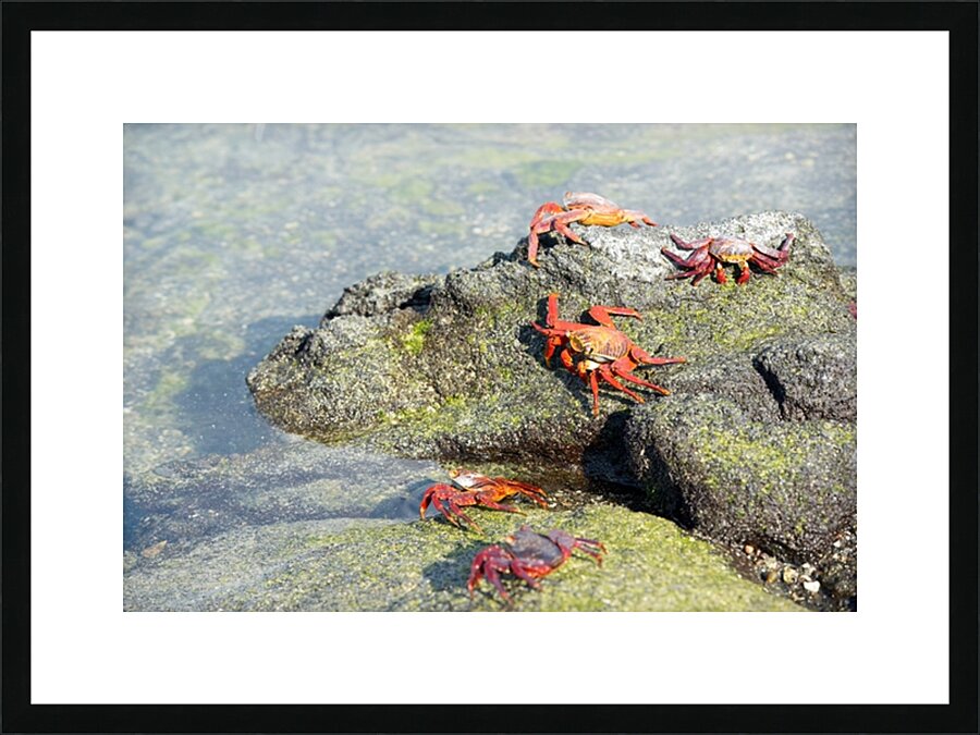 Sally Lightfoot crab - Punta Espinosa Fernandina Island - Galapagos Islands Picture Frame print