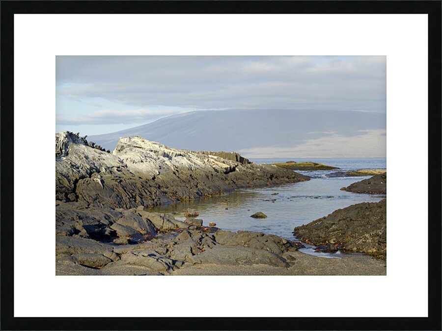 Sally lightfoot crabs on a rocky beach at Punta Espinosa Fernandina Island Galapagos Islands Ecuador
 Picture Frame print