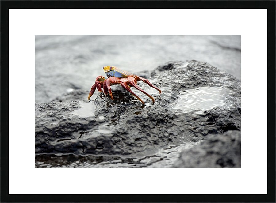 Sally Lightfoot crab Grapsus grapsus Urbina Bay Isabela Island Galapagos Islands Ecuador Picture Frame print