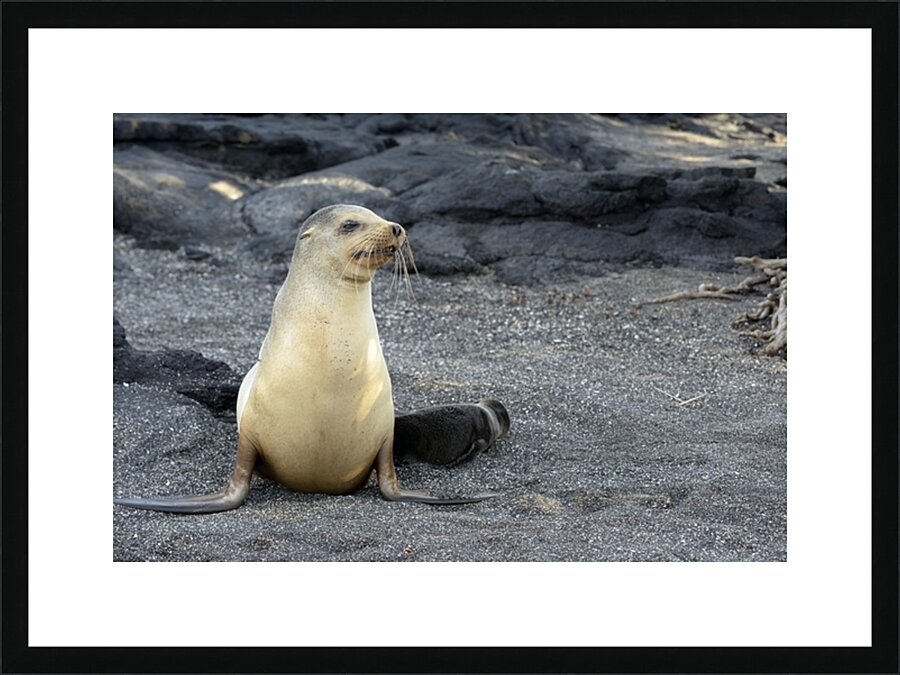 Galapagos sea lion female with pup Punta Espinosa Fernandina Island Galapagos Islands Ecuador Picture Frame print