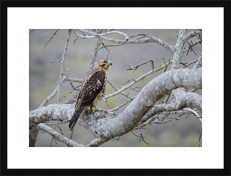 Galapagos Hawk Buteo galapagoensis Santiago Island Galapagos Islands Ecuador
 Picture Frame print