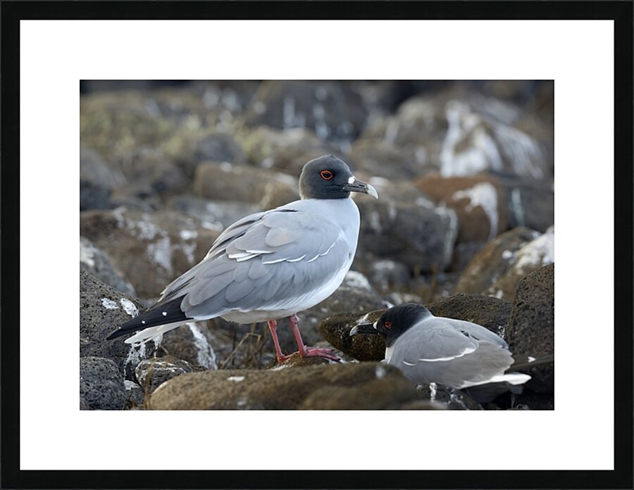 Swallow tailed Gulls Creagrus furcatus North Seymour Island Galapagos Islands Ecuador
 Picture Frame print