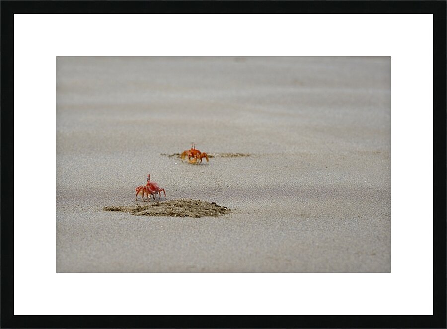 Ghost crabs Ocypode Gaudichaudii and burrows on Espumilla Beach Santiago Island Galapagos Islands Ecuador
 Picture Frame print