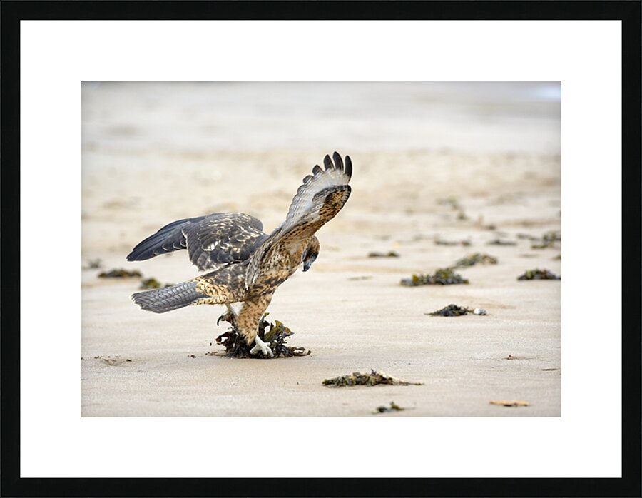 Galapagos Hawk Buteo galapagoensis landing on Espumilla Beach Santiago Island Galapagos Islands Ecuador
 Picture Frame print