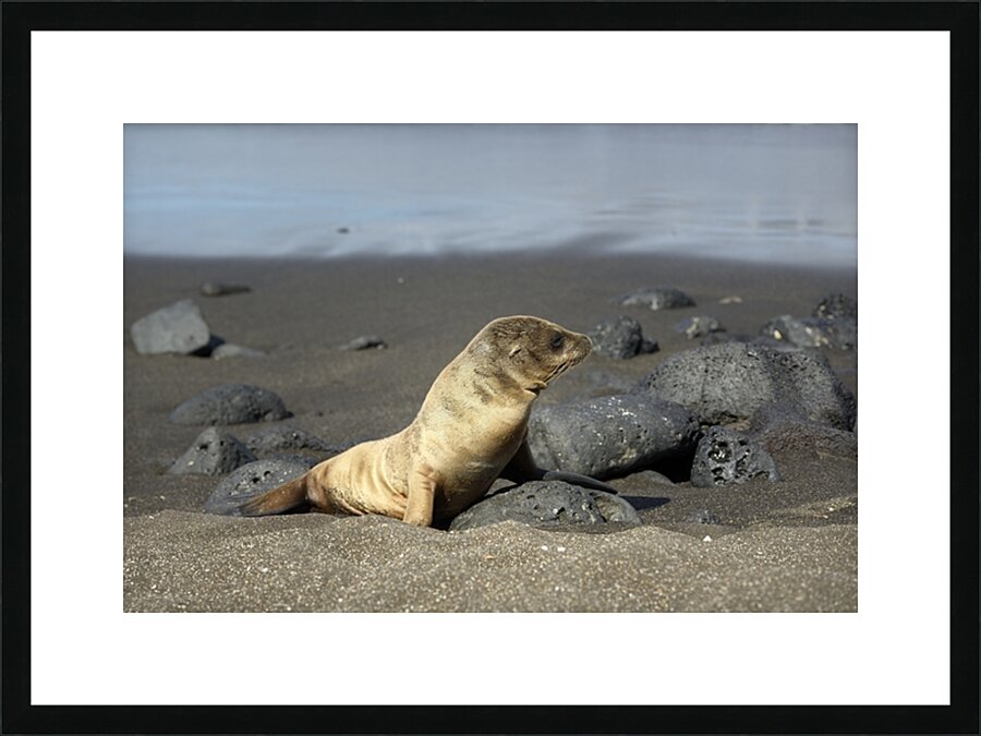 Gal?pagos sea lion Zalophus wollebaeki pup Puerto Egas Santiago Island Galapagos Islands Ecuador Picture Frame print