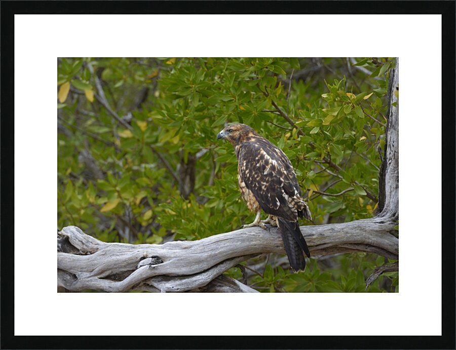 Galapagos Hawk Buteo galapagoensis Espumilla Beach Santiago Island Galapagos Islands Ecuador
 Picture Frame print