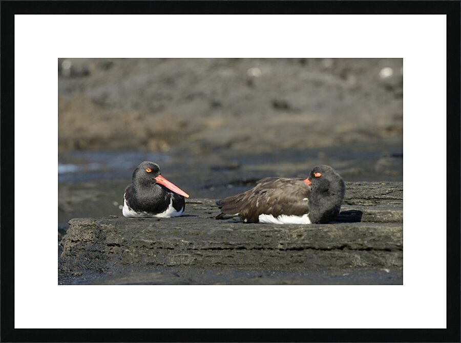 American Oystercatchers Haematopus palliatus sitting on lava Puerto Egas Santiago Island Galapagos Islands Ecuador
 Picture Frame print