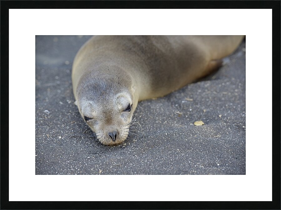 Galapagos sea lion Zalophus wollebaeki Puerto Egas Santiago Island Galapagos Islands Ecuador Picture Frame print