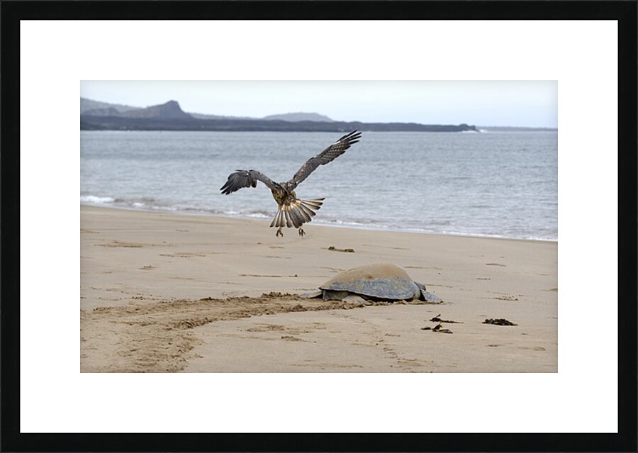Galapagos Hawk Buteo galapagoensis flying above a Galapagos green turtle Playa Espumilla Santiago Island Galapagos Islands Ecuador
 Picture Frame print