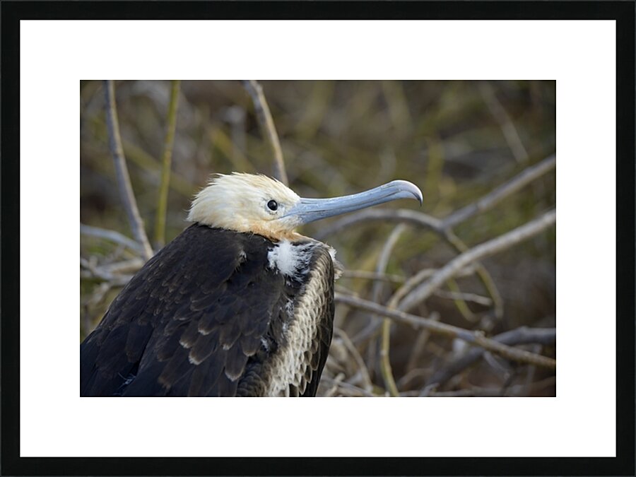 Magnificent Frigatebird Fregata magnificens immature with white head and blue beak North Seymour Island Galapagos Islands Ecuador
 Picture Frame print