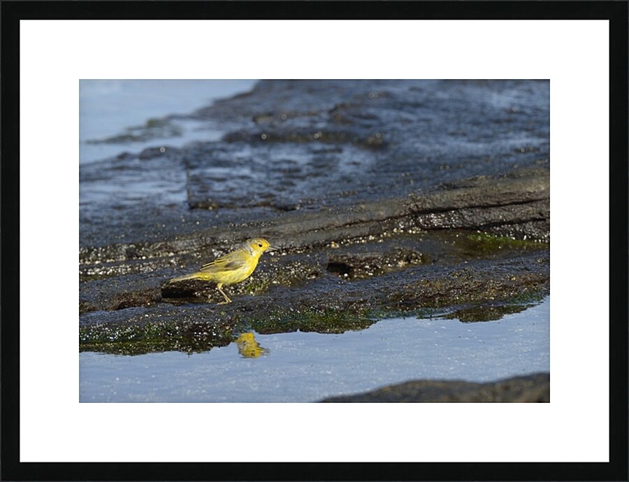 Yellow Warbler Dendroica petechia aureola Puerto Egas Santiago Island Galapagos Islands Ecuador
 Picture Frame print