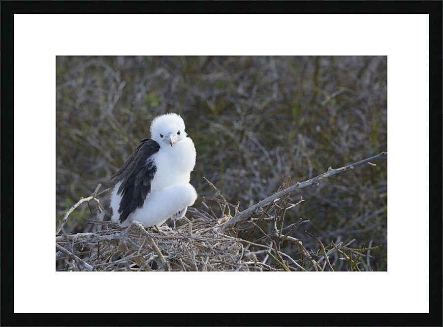 Magnificent Frigatebird Fregata magnificens chick sitting on nest North Seymour Island Galapagos Islands Ecuador
 Picture Frame print