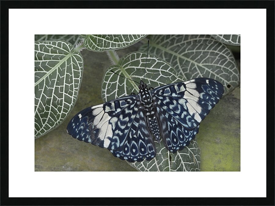 Hamadryas amphinome butterfly at the La Selva Jungle Lodge  Amazon Ecuador Picture Frame print