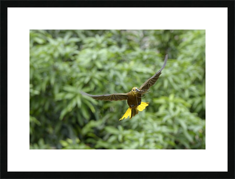 Russet backed oropendola Psarocolius angustifrons
 Picture Frame print