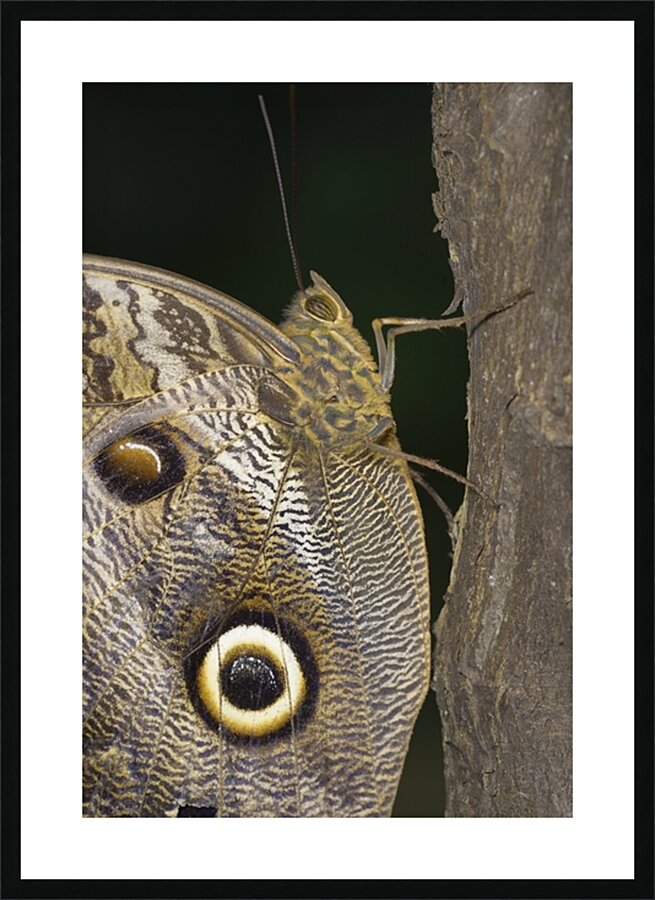 Owl butterfly Caligo idomeneus in the Amazon rainforest Amazon Ecuador Picture Frame print