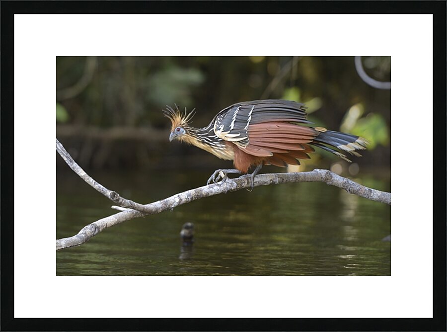Hoatzin Opisthocomus hoazin on a branch over Lake Garzacocha La Selva Jungle Eco Lodge Amazon Basin Ecuador
 Picture Frame print